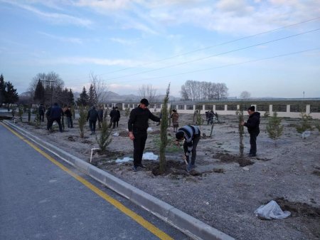 Yevlaxda rayonunda ağacəkmə aksiyaları davam etdirilir Yevlaxda rayonunda ağacəkmə aksiyaları davam etdirilir