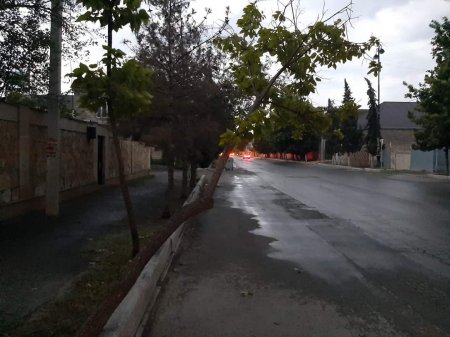 Yevlaxda güclü külək bir sıra fəsadlar törədib. Yaşayış evlərinə, təhsil müəssisələrinə ziyanlıq dəyib