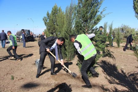 Yevlaxda “Yaşıl dünya naminə həmrəylik ili” çərçivəsində həyata keçirilən silsilə ağacəkmə aksiyası davam etdirilir
