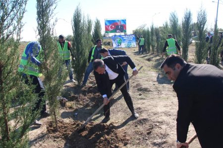 Yevlaxda “Yaşıl dünya naminə həmrəylik ili” çərçivəsində həyata keçirilən silsilə ağacəkmə aksiyası davam etdirilir