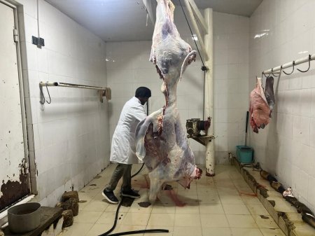 Yevlaxda 3000 ailəyə qurban payı verilib Yevlaxda 3000 ailəyə qurban payı verilib
